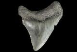Juvenile Megalodon Tooth - Georgia #101418-1